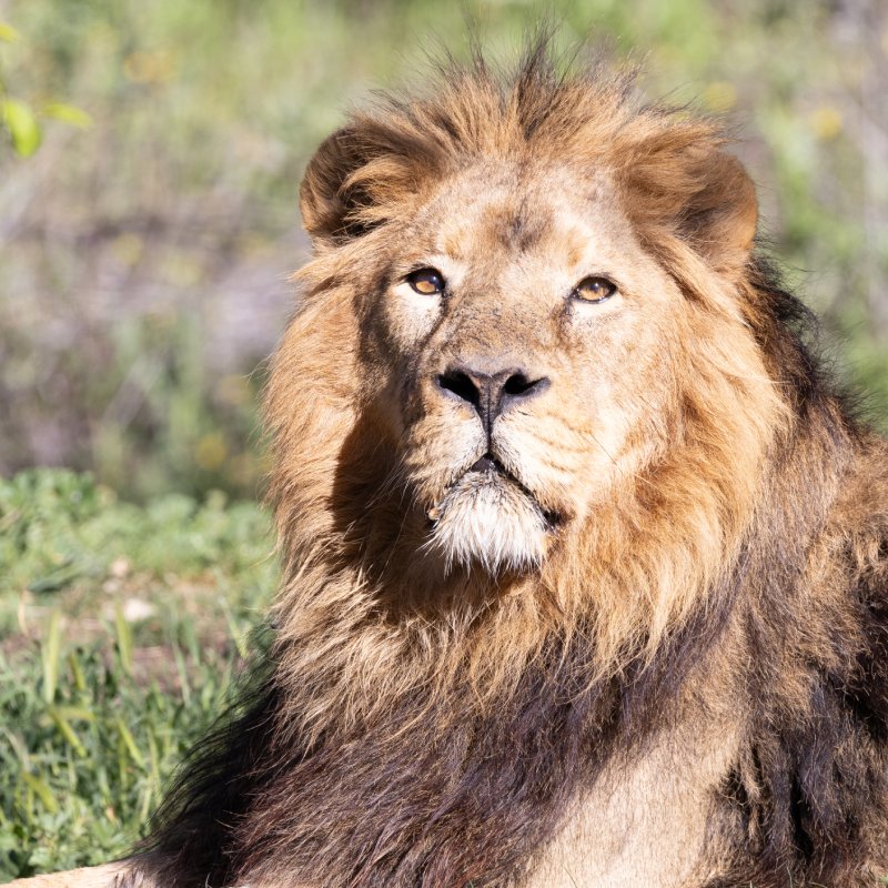 Zoo Aquarium Madrid Leones